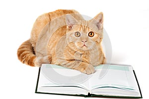 Red cat wearing glasses lying on the book