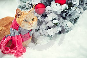 The red cat wearing scarf near Christmas tree