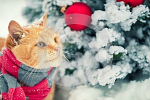 The red cat wearing scarf near Christmas tree