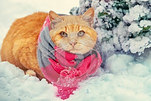 Red cat wearing scarf sitting near a fir tree