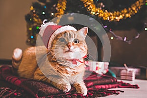 Red cat wears Santa`s hat lying under Christmas tree. Christmas and New year concept