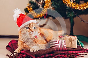 Red cat wears Santa`s hat lying under Christmas tree. Christmas and New year concept