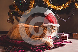 Red cat wears Santa`s hat under Christmas tree. Christmas and New year concept