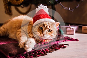 Red cat wears Santa`s hat under Christmas tree. Christmas and New year concept