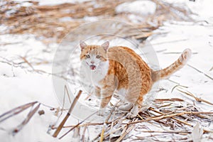 A red cat went outside for a walk on a winter day