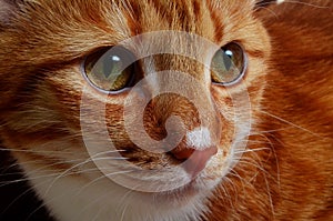 Red cat with a white nose, close-up