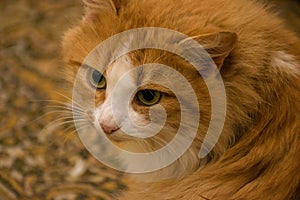 Red cat with white nose on ore-green background