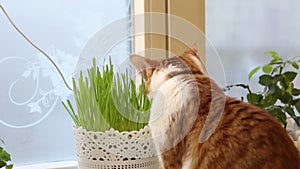 A red cat with white spots eats green grass in a pot. Grass for the cat. Close-up