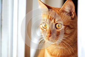 Red Cat at the window