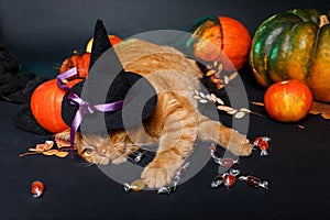 Red cat in witch hat lying near halloween candy on black Halloween backgrond