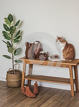 A red cat, a woman's bag on a wooden bench, Chelsea boots, a homemade flower in a basket in the hallway interior