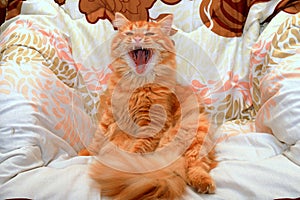 Red cat yawns and sits at home. Beautiful fluffy domestic cat with long hair and tail