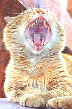 Red cat yawns widely after sleeping in morning