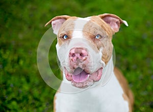 A red Catahoula Leopard Dog with heterochromia in its eyes