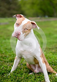 A red Catahoula Leopard Dog with heterochromia in its eyes