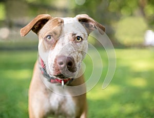 A red Catahoula Leopard Dog x Retriever mixed breed dog outdoors