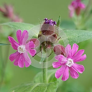 Red catchfly (Silene dioica) photo