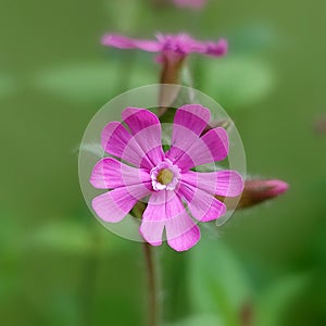 Red catchfly (Silene dioica) photo