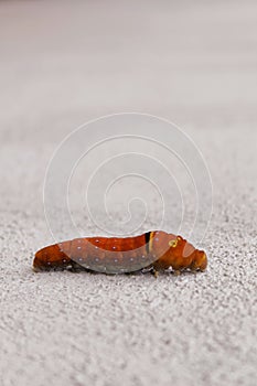 Red caterpillar