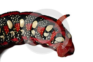 Red caterpillar - Dragon Face