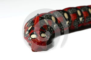 Red Caterpillar - Dragon Head