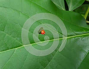 Red caterpillar eating a green tree leaf till the chewed hole appears