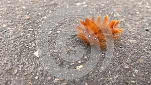 red caterpillar with shiny dots on back crawls on asphalt on street in city close-up. beautiful insect. natural creature