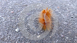 red caterpillar with shiny dots on back crawls on asphalt on street in city close-up. beautiful insect. natural creature