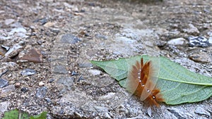 red caterpillar with shiny dots on back crawls on green leaf asphalt street in city close-up. beautiful insect. natural