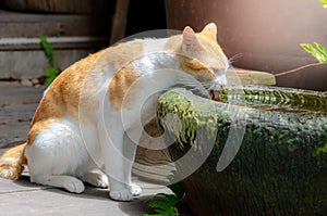 Red cats drink water in the garden