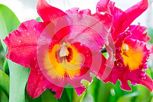 Red Cattleya orchid.