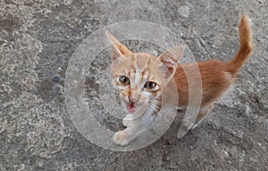 red catwild looking for some food