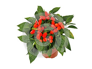 Red cayenne pepper in a pot