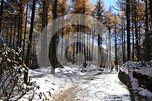 Red cedar trees with snowy path photo