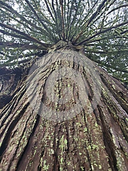 Red Cedarwood Tree in BC, Canada.