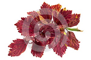 Red celery leaf on white