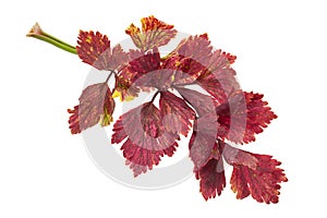 Red celery leaf on white