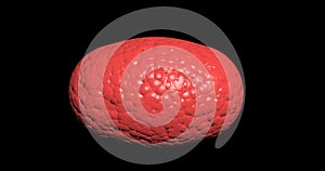 Red cellular division of an in vitro fetus under the microscope,generic cell dividing