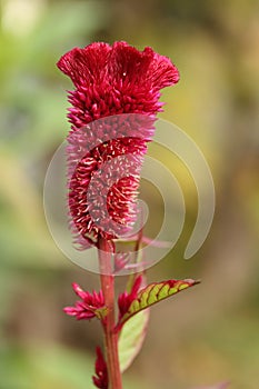 Red celosia