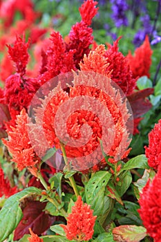 Red Celosia argentea