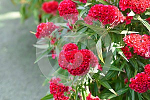 Red Celosia cristata flower growing in Da Lat Vietnam