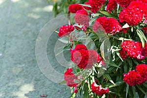 Red Celosia cristata flower growing in Da Lat Vietnam