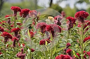Red Celosia Cristata.