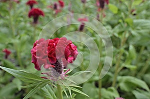 Red Celosia Cristata.