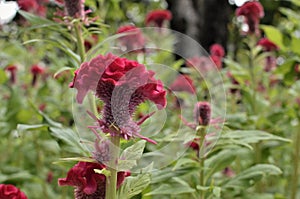 Red Celosia Cristata.