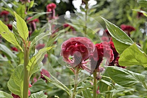 Red Celosia Cristata.