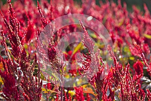Red Celosia flower
