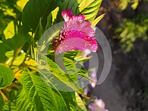 Red celosia flower surrounded by large leaves