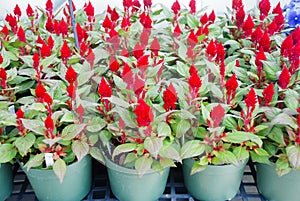 Red Celosia Plumosa in potted, dwarf celosia. Pot plants