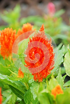 Red Celosia Plumosa in potted, Pot plants in greenhouse